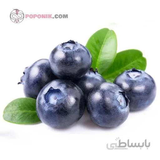 نهال بلوبری جوبيل