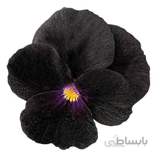 بذر بنفشه پر کلاغی