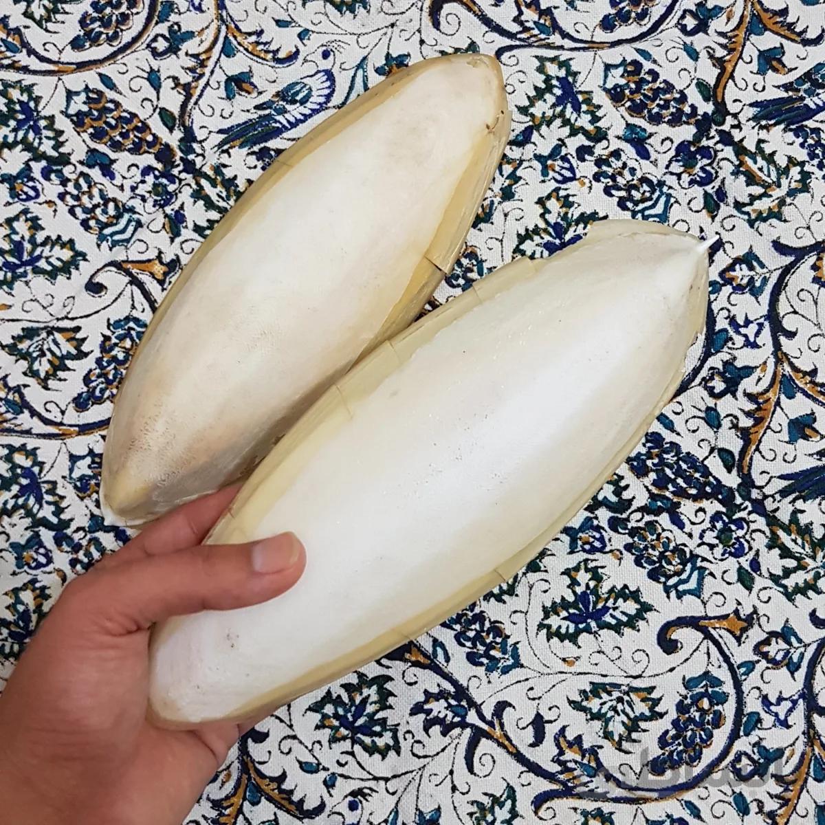 کف دریا (استخوان ماهی مرکب)
