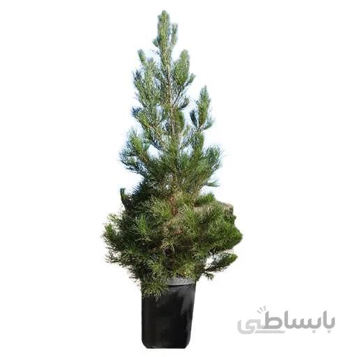 بذر درخت کاج تهران