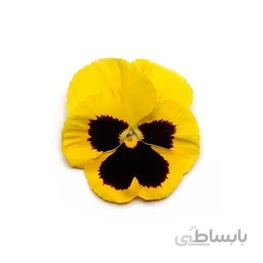 بذر بنفشه زرد خالدار