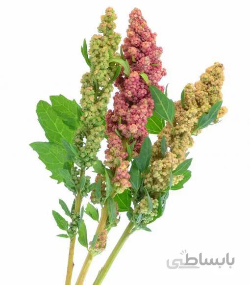 بذرکینوا بسته 600 عددی