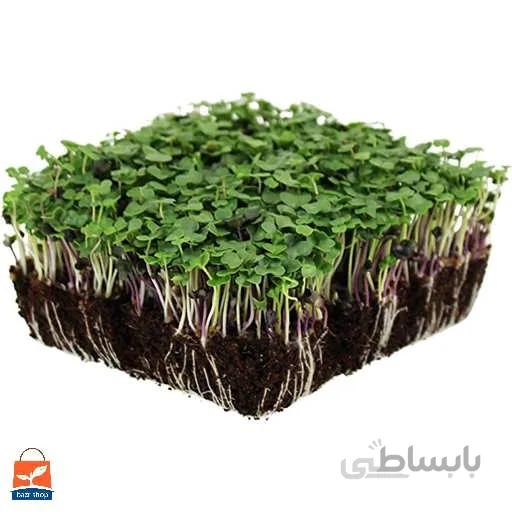 مخلوط 5 بذر میکروگرین