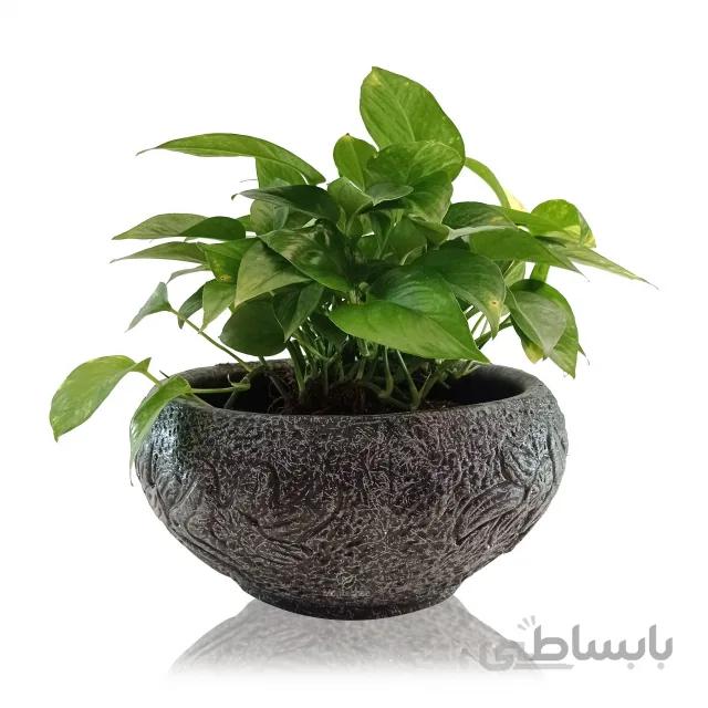 پتوس سبز در گلدان سفالی مشکی طرح دار