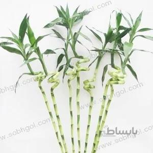 بامبو ابلق هفت ساقه B07