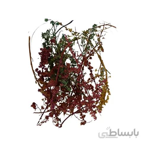 پک گل خشک شکوفه خوشه ای