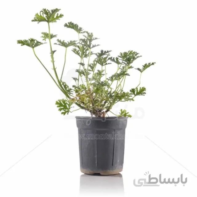 گیاه آپارتمانی عطر چای (شمعدانی عطری) 25 سانتی متری