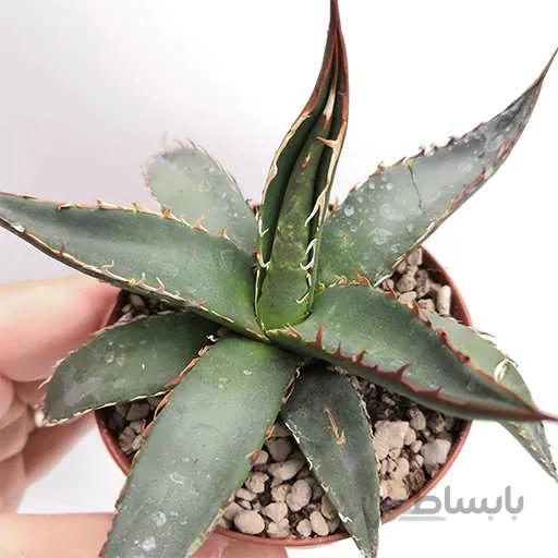 بذر کاکتوس اگاو پارپاسوروم