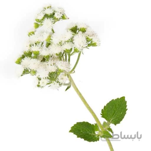 بذر گل ابری سفید
