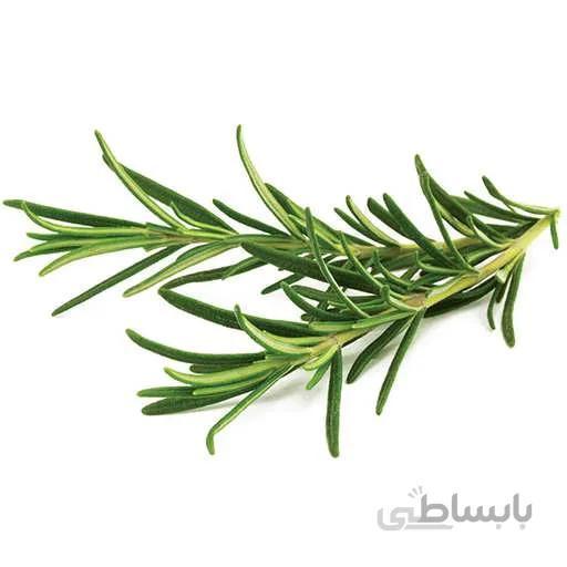 بذر رزماری