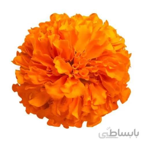 بذر گل جعفری نارنجی