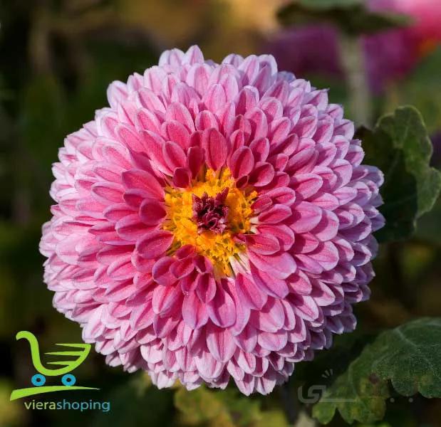 کرم دور چشم بیواکوا (حصاره گل داودی مکزیکی) BIOAQUA