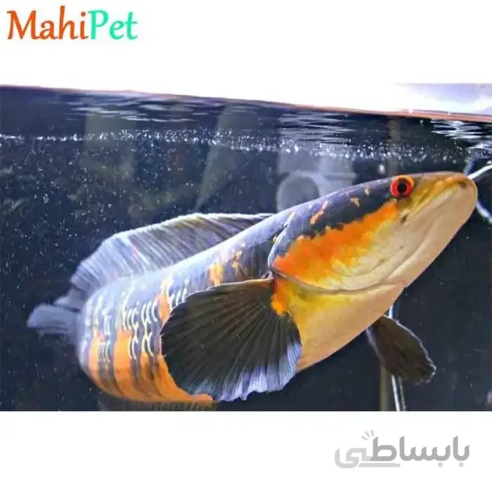 سرماری رد مارو 30 تا 35 سانت