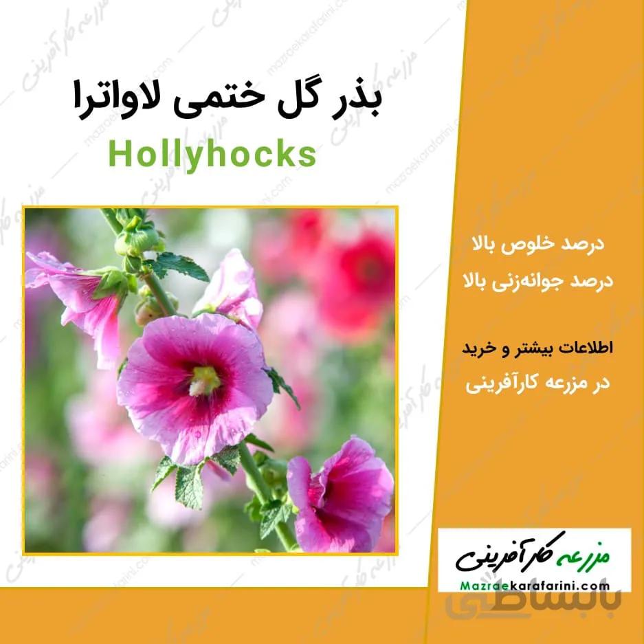 بذر گل ختمی لاواترا