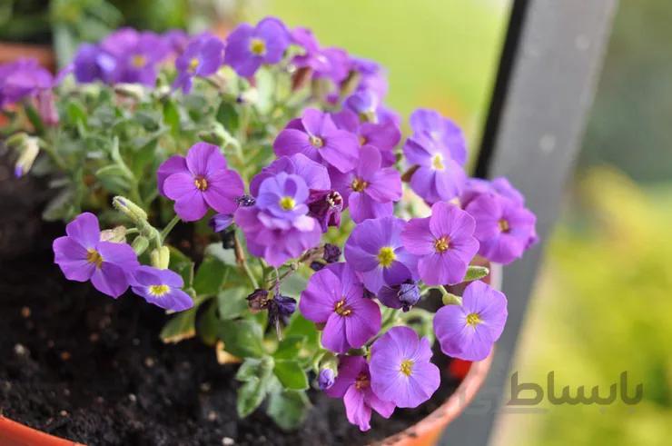 گل آبیاریا