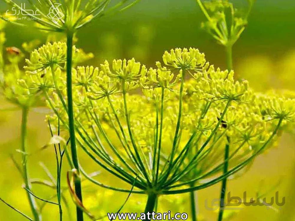 عسل رازیانه «مناسب بانوان»
