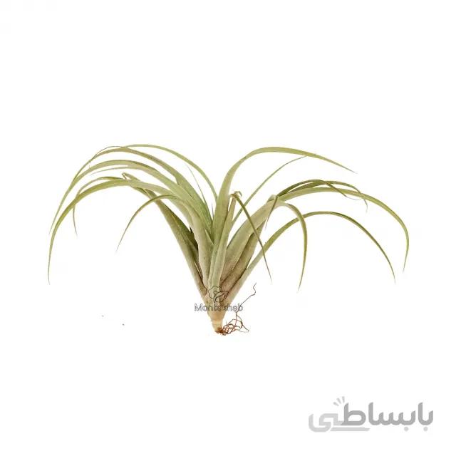 گیاه هوازی تیلادنسیا کاپیتاتا
