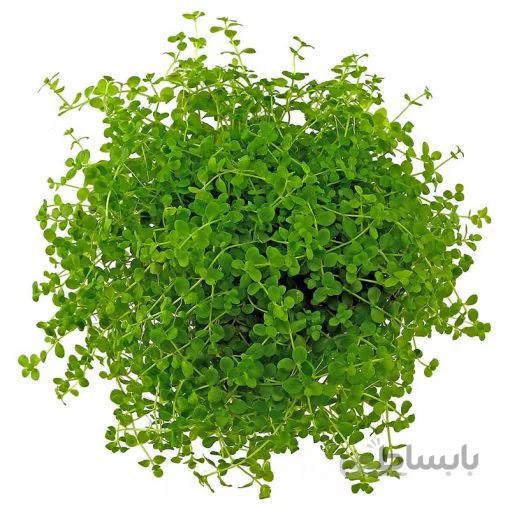 بذر گیاه آبزی مونت کارلو هلندی بسته 100 عددی