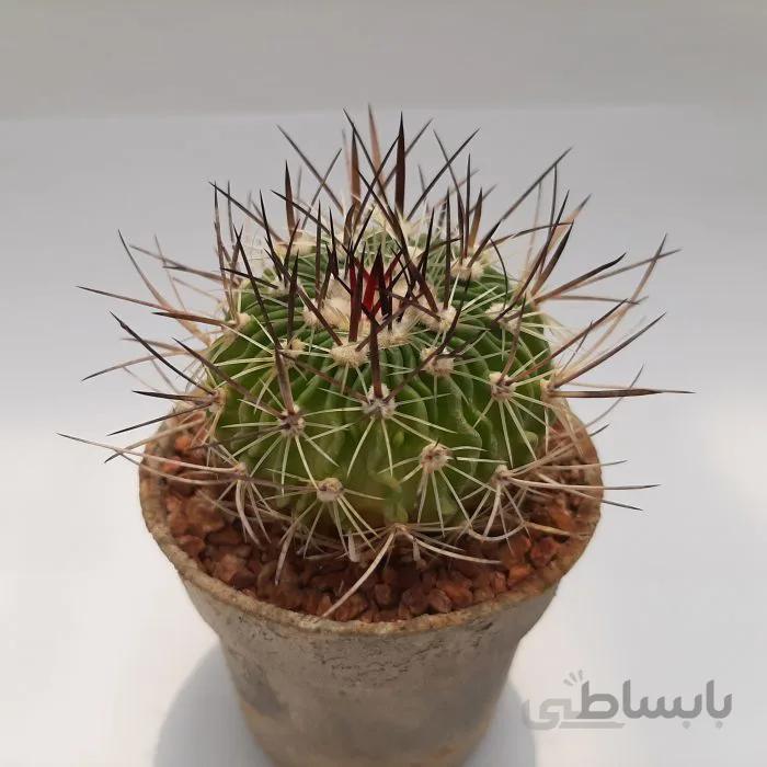 کاکتوس فوسالو تیغ وحشی کلکسیونی