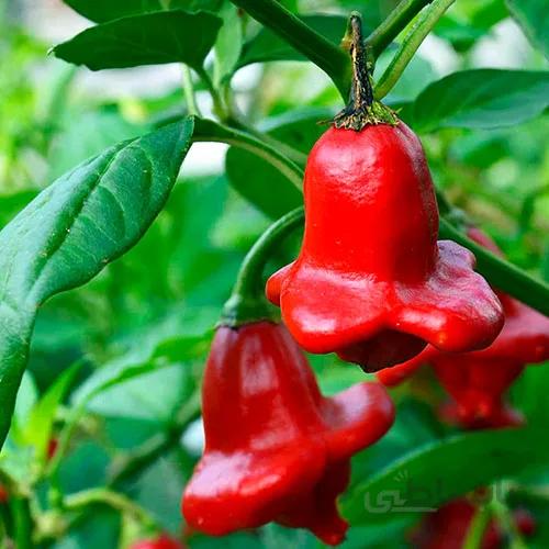 بذر فلفل زنگوله ای