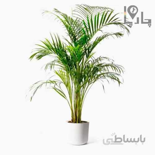 گیاه آپارتمانی نخل اریکا