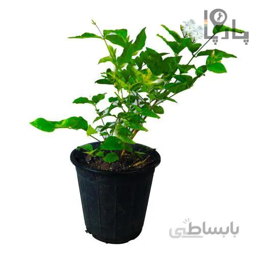 گل یاس رازقی