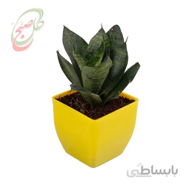 خرید گل آنلاین – سانسوریا کراواتی