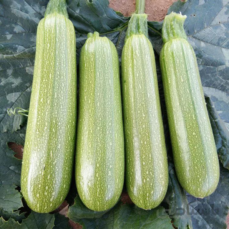 بذر کدو خورشتی هیبرید فوق پربار آمریکایی بسته 10 عددی