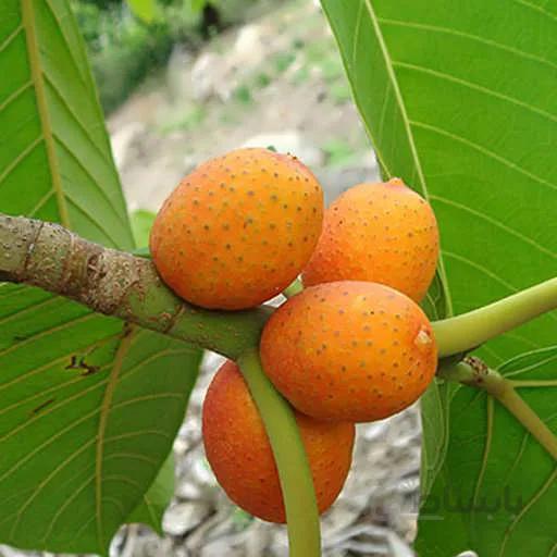 بذر درخت انجیر نارنجی