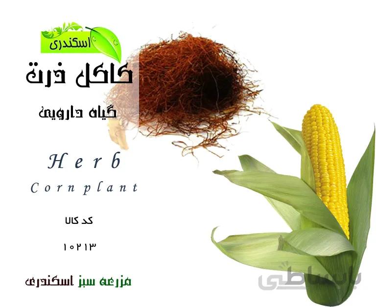 گیاه کاکل ذرت