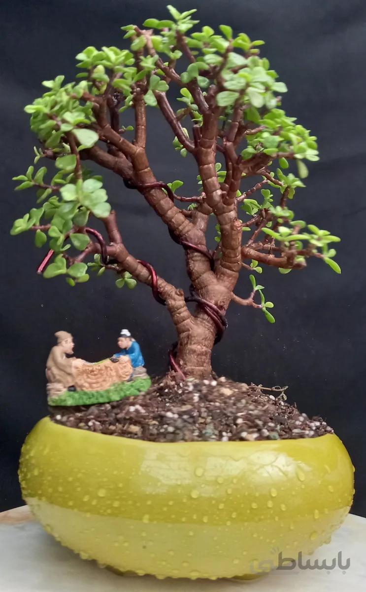 بنسای کراسولا خرفه (پرتولاکاریا) ۱۳ ساله در گلدان وارداتی ا Pertolacaria bonsai