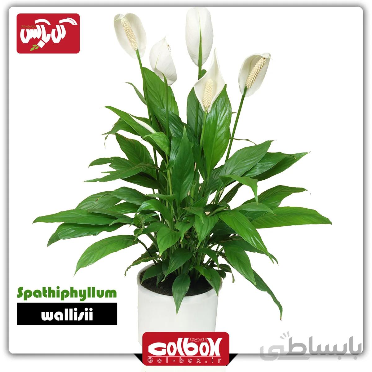 گل اسپاتی فیلوم