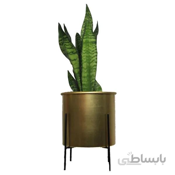 گیاه سانسوریا کراواتی سبز