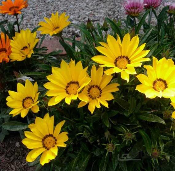 بذر گازانیا زرد گل درشت