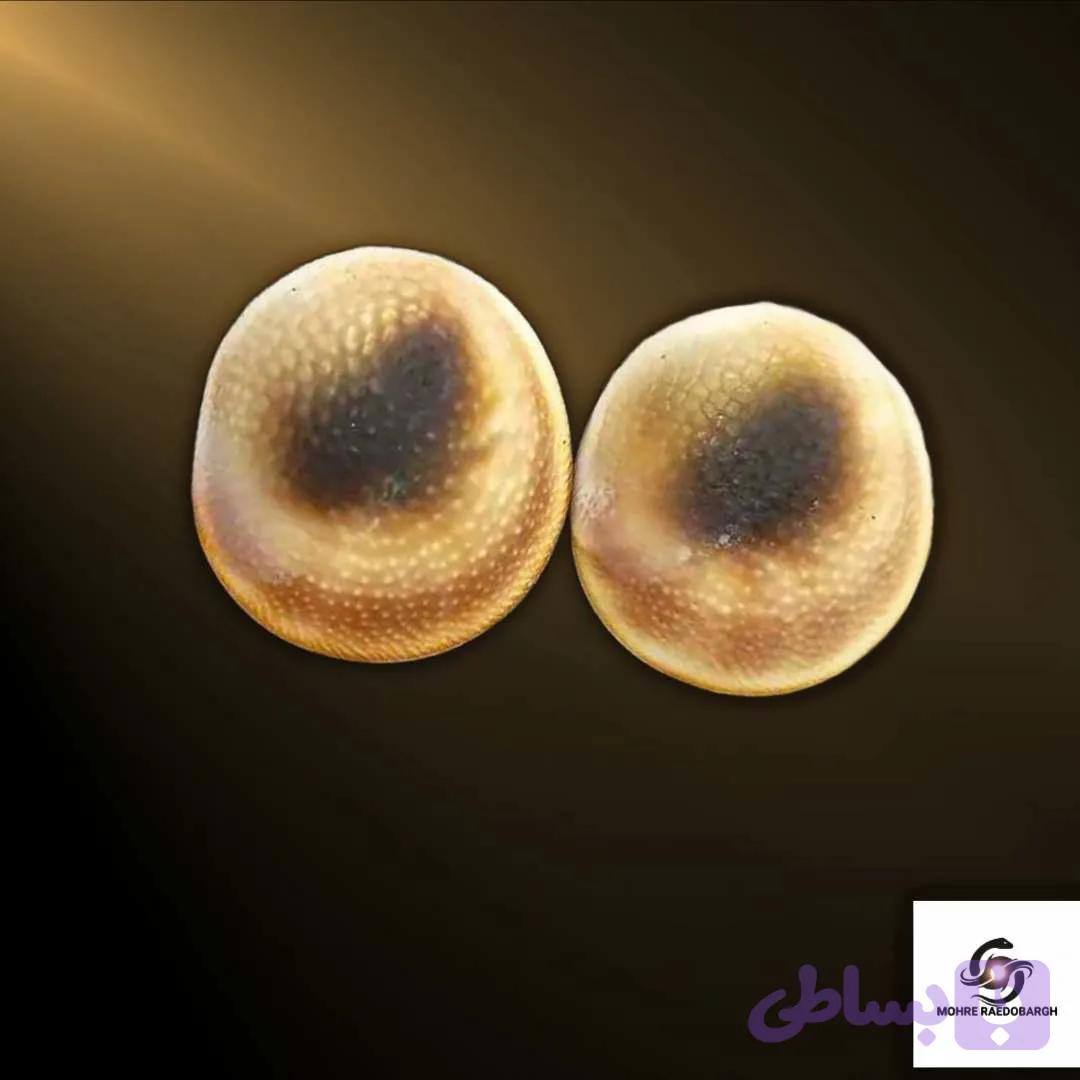 مهره مار پایتون اصلی دارای ضمانت نامه و شناسنامه معتبر — تصویر 1