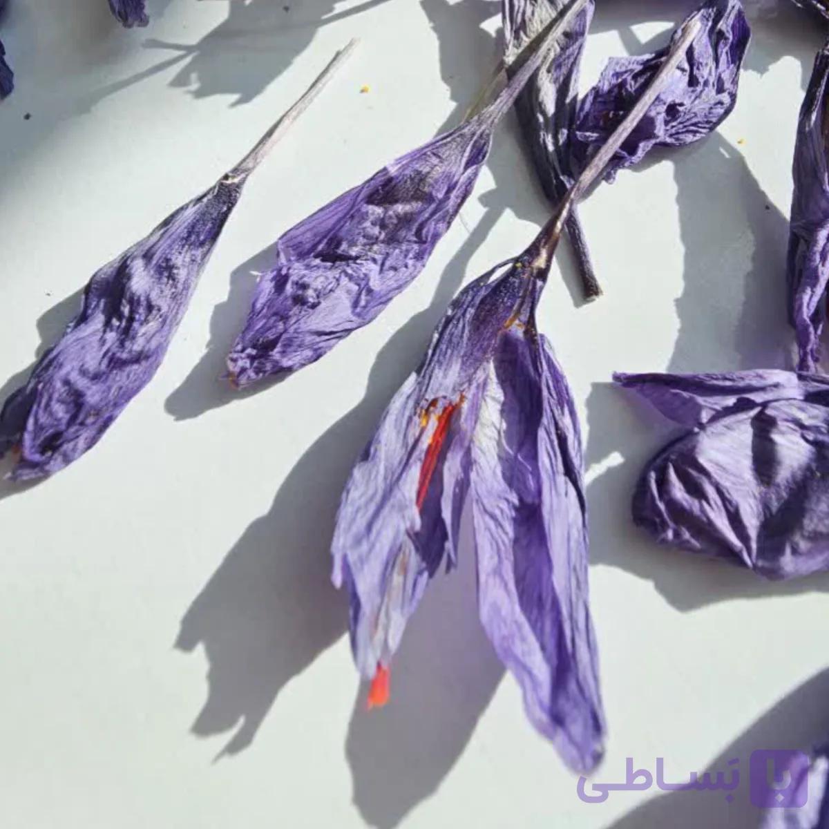غنچه خشکیده گل زعفران