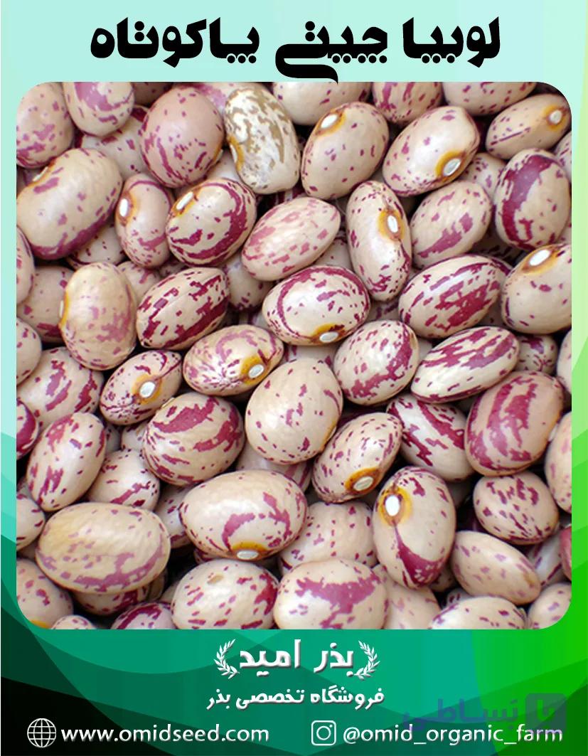 بذر لوبیا چیتی بوته ایی پا کوتاه کیلویی