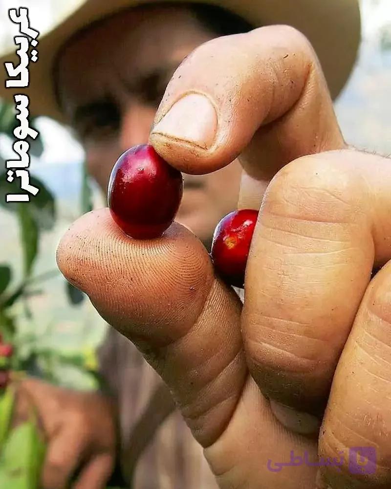 قهوه سوماترا تازه برشت مدیوم — تصویر 1