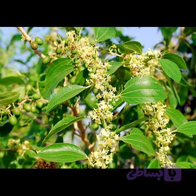 عسل طبیعی کنار - 850 گرم