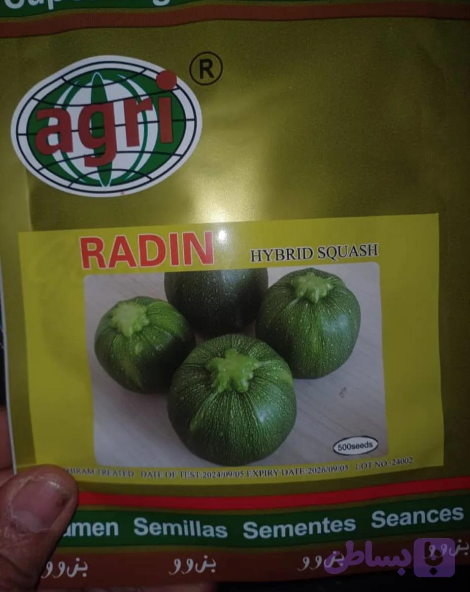 کدو گرد سبز تیره رادین