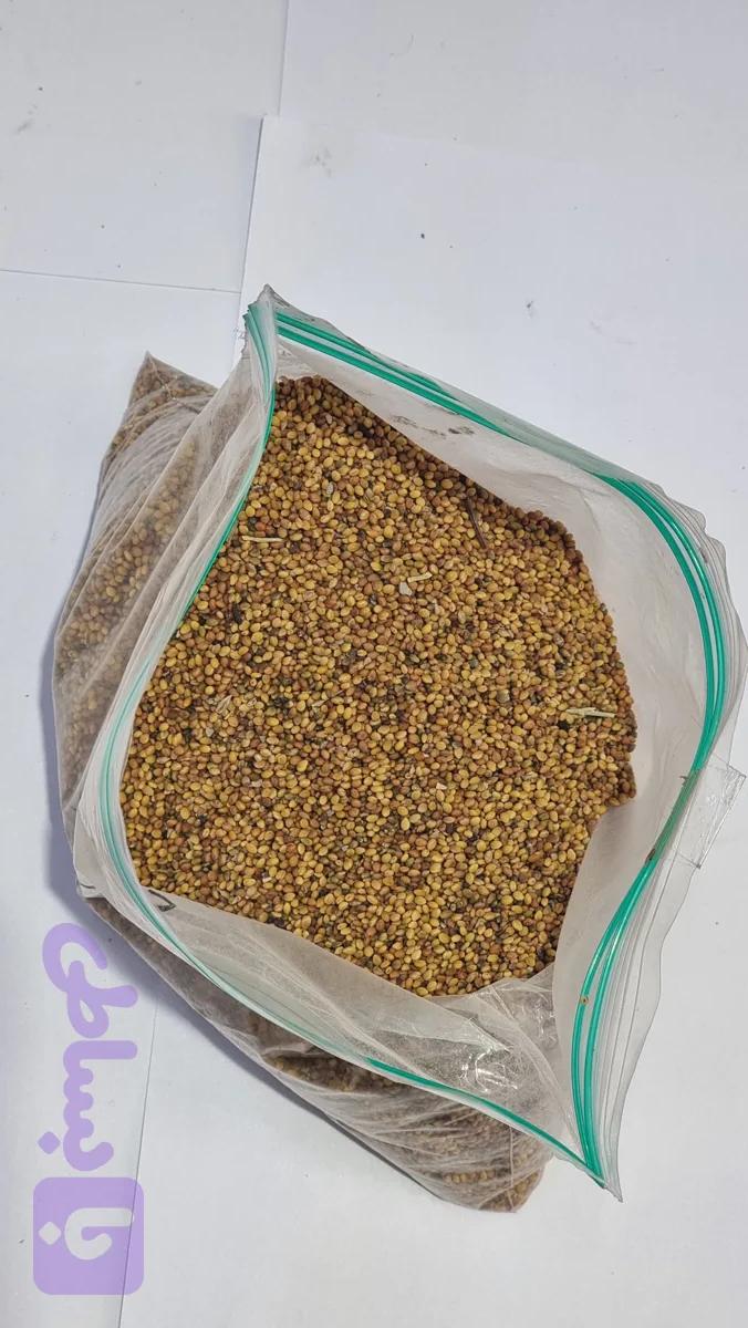 بذر شبدر