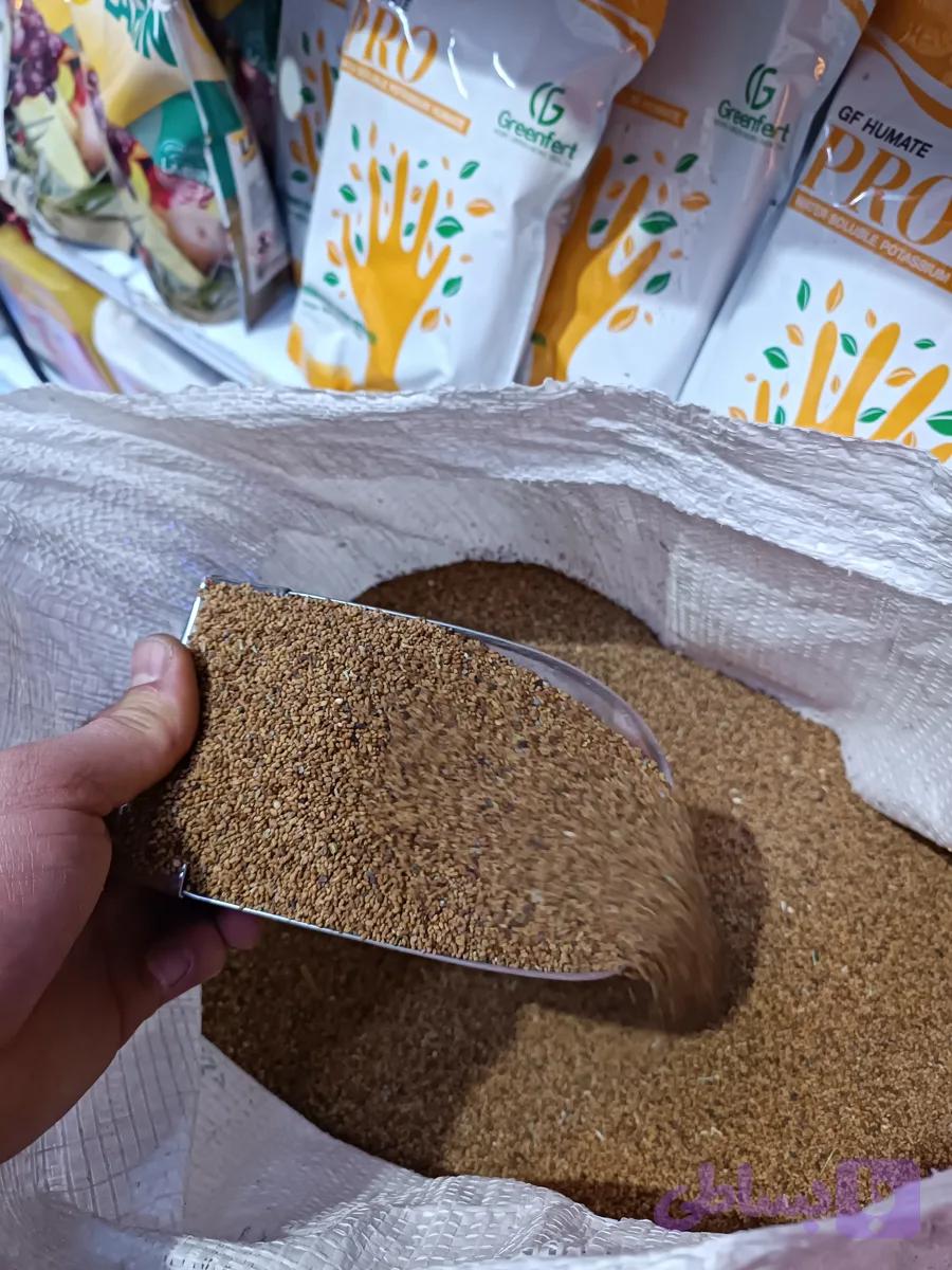 بذر یونجه ماوپا آمریکایی
