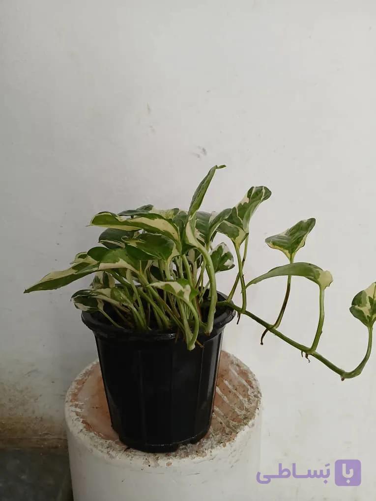 گل آپارتمانی پتوس ارتشی
