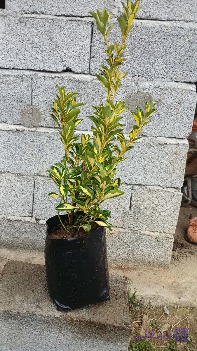 شمشاد ژاپنی ساقه طلایی سایزبزرگ ۱ متری ۴ساله پرپشت