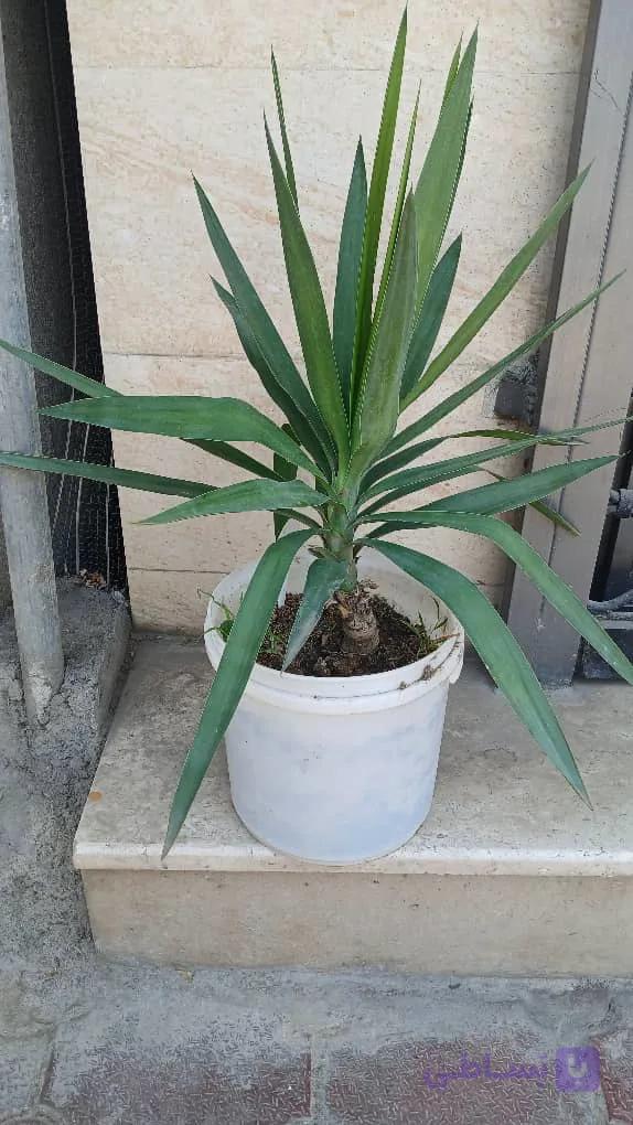 گل زیبای یوکا