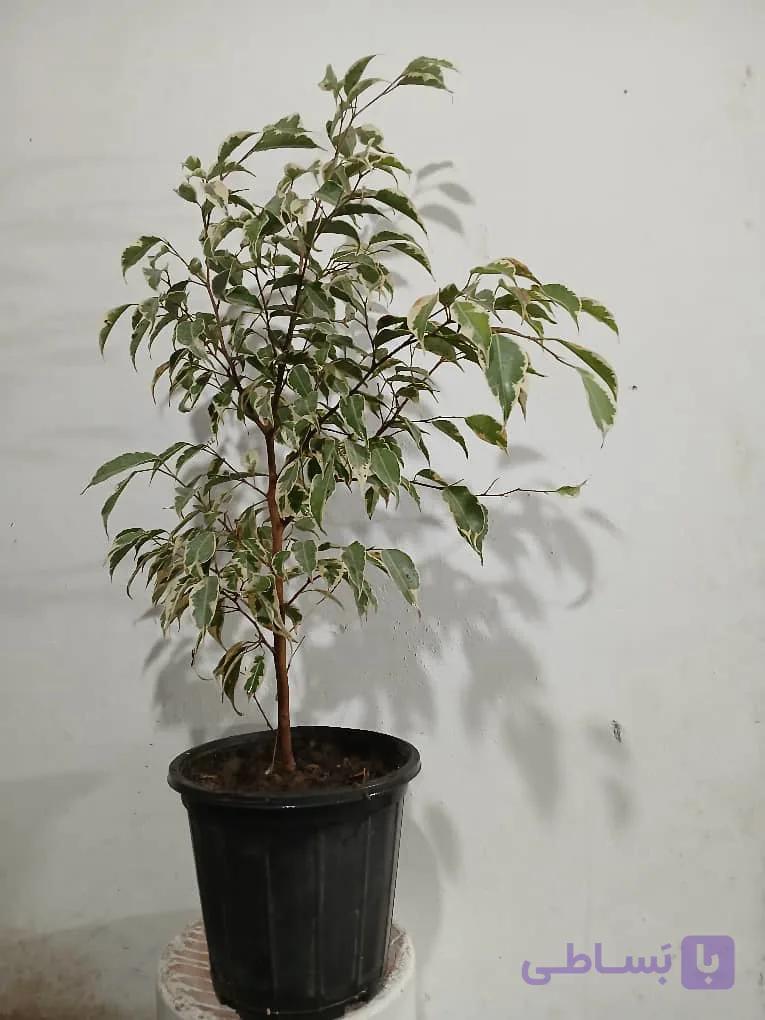 گل زیبای بنجامین ابلق