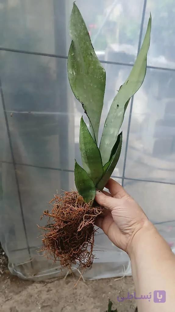 گل زیبای سانسوریا مهتابی تصفیه کننده هوا ریشه لخت بوته ای