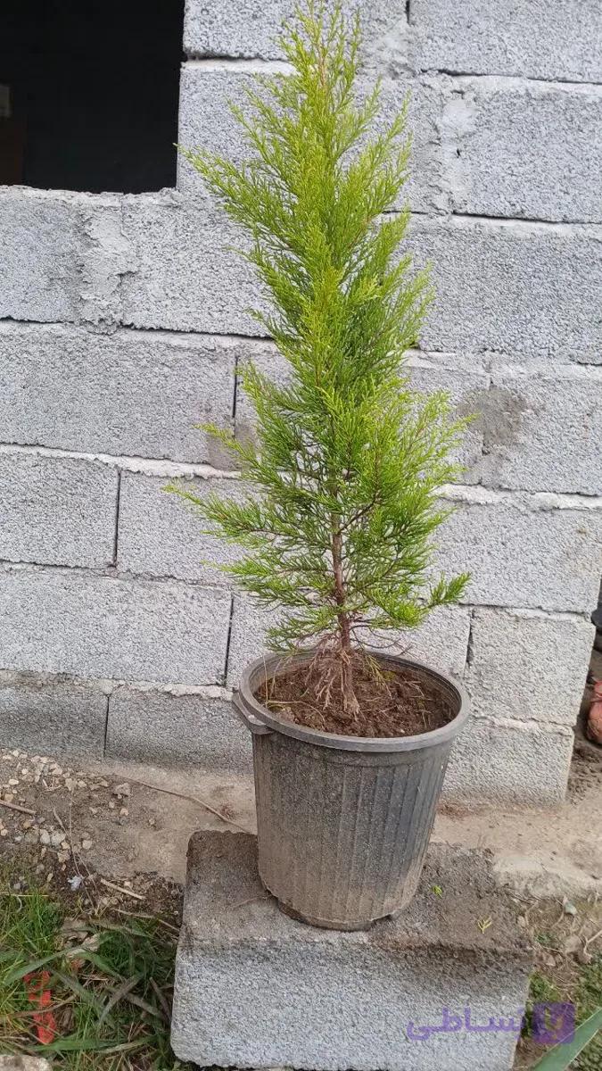 درخت کاج لاوسون طلایی قدبالای ۱متر درسطل نیم زباله