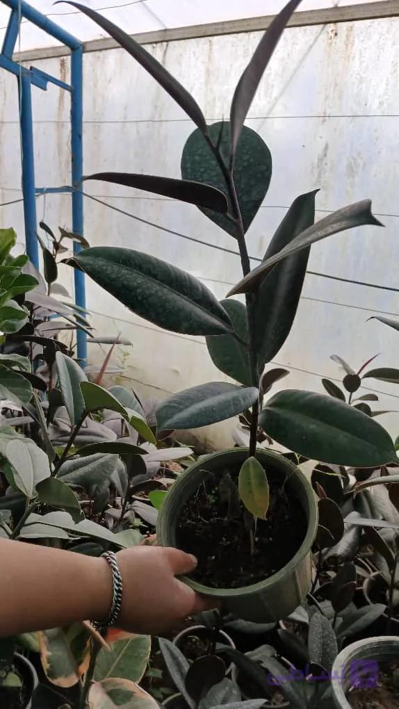 گل آپارتمانی زیبای فیکوس بلک سطل۵