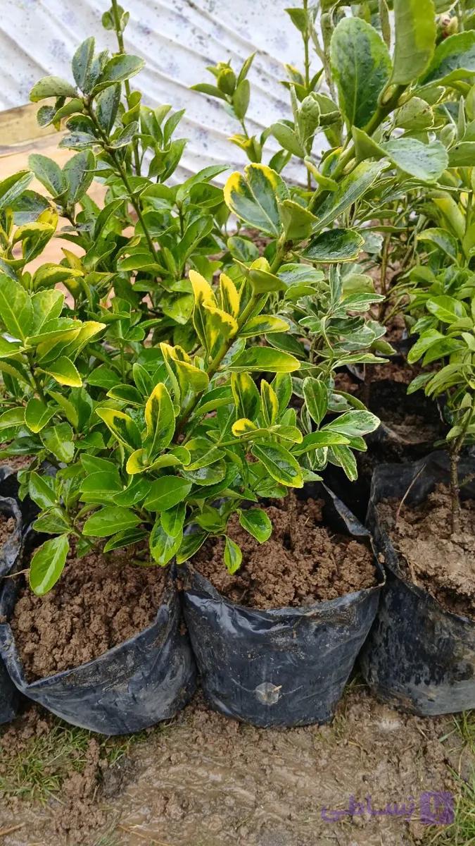 درختچه شمشاد طلایی یاابلق قد ۱ مترپرشاخ وبرگ سطل۱۰